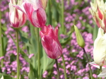 FZ005184 White and pink tulips in Dyffryn Gardens.jpg